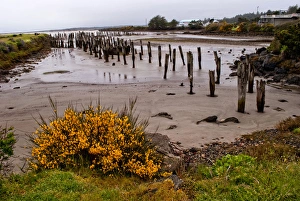 Images Dated 1st May 2010: USA, Oregon, Bandon, Old Pilings