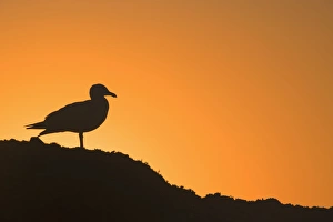 Images Dated 7th May 2016: USA, Oregon, Bandon. Seagull silhouette at sunset