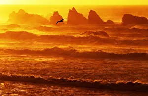 Sea Gull Prints: USA, Oregon, Bandon. Sunset over waves and sea stacks