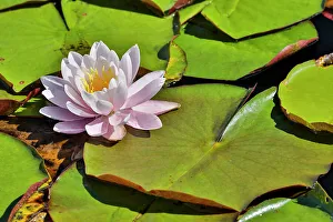 Waterlily Prints: USA, Oregon, Barview. Small pond with waterlilies in bloom