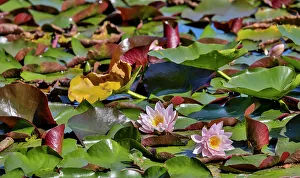 Waterlily Prints: USA, Oregon, Barview. Small pond with waterlilies in bloom
