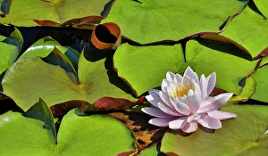 Waterlily Prints: USA, Oregon, Barview. Small pond with waterlilies in bloom