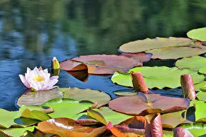Waterlily Prints: USA, Oregon, Barview. Small pond with waterlilies in bloom