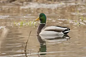 Images Dated 1st January 2011: USA, Oregon, Basket Slough National Wildlife Refuge, Mallard drake (Anas plathyrnhynchos)
