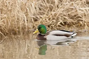 Baskett Slough Prints: USA, Oregon, Basket Slough National Wildlife Refuge, Mallard drake (Anas plathyrnhynchos)