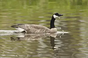 USA, Oregon, Baskett Slough National Wildlife Refuge, Canada Goose (Branta canadensis)