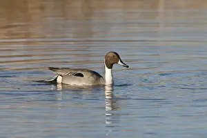 Images Dated 22nd January 2011: USA, Oregon, Baskett Slough National Wildlife Refuge, Northern Pintail (Anas acuta) drake