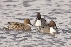 Images Dated 15th December 2010: USA, Oregon, Baskett Slough National Wildlife Refuge, Northern Pintail drakes (Anas acuta)