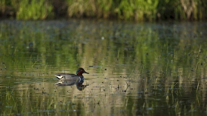 USA, Oregon, Baskett Slough National Wildlife Refuge, Green-winged Teal(Anas grecca)