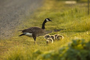 Images Dated 16th April 2016: USA, Oregon, Baskett Slough National Wildlife Refuge, Canada Goose (Brant canadensis)