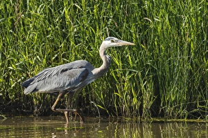 Images Dated 20th June 2012: USA, Oregon, Baskett Slough National Wildlife Refuge, Great Blue Heron (Ardea herodias)