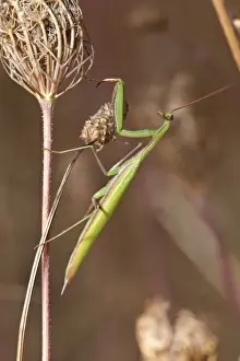 Images Dated 6th September 2010: USA, Oregon, Baskett Slough National Wildlife Refuge, Chinese Mantid (Tenodera aridifolia)