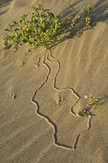 Images Dated 17th August 2007: USA, Oregon. Beetle tracks and flowers growing in coastal sand. Credit as: Nancy