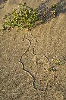 Beetle Prints: USA, Oregon. Beetle tracks and flowers growing in coastal sand. Credit as: Nancy