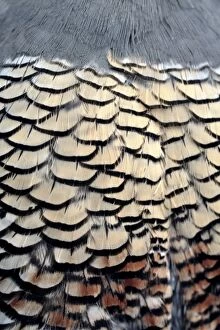 Images Dated 5th December 2005: USA, Oregon, Bend. A detail of the belly feathers of a California quail shows the