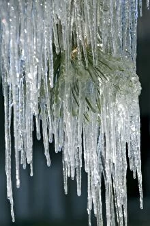 USA, Oregon, Bend. A cascade of icicles falls from pine needles in Bend, Oregon