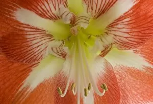 USA, Oregon, Bend. This close-up of an amaryllis flower clearly shows the stamen