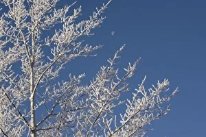 Images Dated 22nd November 2005: USA, Oregon, Bend. Frosty aspen branches frame a half moon in Bend, Oregon