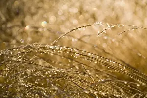 USA, Oregon, Bend. Ice gathers on autumn grasses in Bend, Oregon