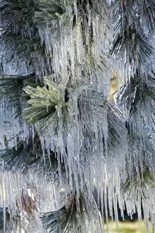 USA, Oregon, Bend. The ice on Ponderosa pine needles resembles small icicles in Deschutes County