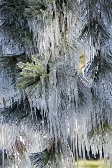Needle Prints: USA, Oregon, Bend. The ice on Ponderosa pine needles resembles small icicles in Deschutes County