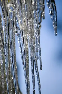 Needle Prints: USA, Oregon, Bend. The sun sparkles on icicles covering pine needles in Bend, Oregon