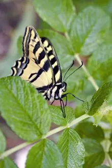 USA, Oregon, Bend. Western tiger swallowtail butterfly on rosa rogusa leaves in Bend, Oregon