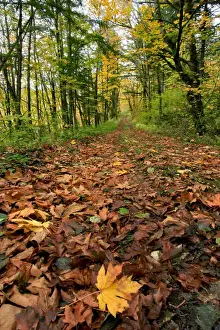 Fallen Prints: USA, Oregon. Big leaf maples in Columbia River Gorge National Scenic Area. Credit as