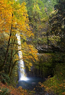 Peace Prints: USA, Oregon. A bigleaf maple (Acer_macrophyllum) provides the yellow color in fall