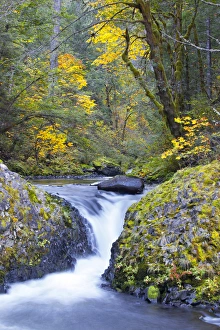 Images Dated 25th October 2011: USA, Oregon. Bigleaf maple (Acer_macrophyllum) provides yellow color in fall scene