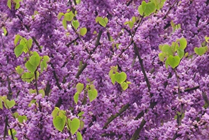 Redbud Prints: USA, Oregon. Blossoms and new growth on redbud tree in Multnomah County. Credit as