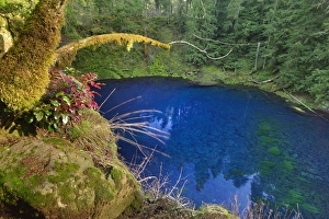 Mckenzie River Prints: USA, Oregon. Blue or Tamolitch Pool on McKenzie River