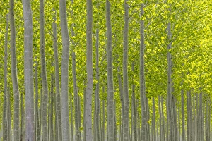 Images Dated 16th April 2016: USA, Oregon, Boardman. Pattern of hybrid poplar trees