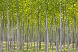 Images Dated 16th April 2016: USA, Oregon, Boardman. Pattern of hybrid poplar trees