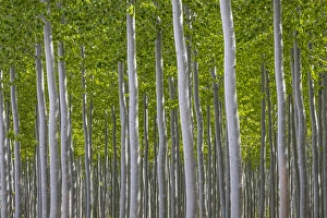 Images Dated 16th April 2016: USA, Oregon, Boardman. Pattern of hybrid poplar trees