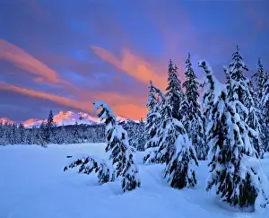 Frigid Prints: USA, Oregon, Broken Top. Early light on Broken Top exposes the snow-laden trees in