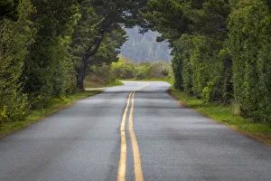 Bullards Beach State Park Prints: USA, Oregon, Bullards Beach State Park. Tree arch over road
