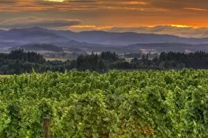 Images Dated 19th July 2007: USA, Oregon, Calrton. Sunset over vineyard and Willamette Valley at Anne Amie Winery