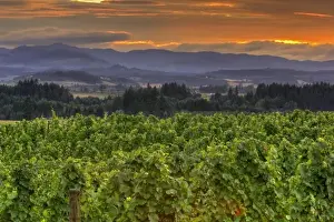 Willamette Valley Prints: USA, Oregon, Calrton. Sunset over vineyard and Willamette Valley at Anne Amie Winery