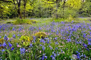 Steve Terrill Prints: USA, Oregon, Camassia Natural Area. Field with blue and pink flowers