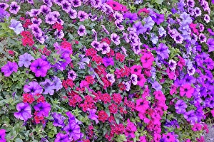 Canby Prints: USA, Oregon, Camby, Swan Island dahlias with picture of colorful Petunias