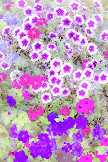 Canby Prints: USA, Oregon, Camby, Swan Island dahlias with picture of colorful Petunias