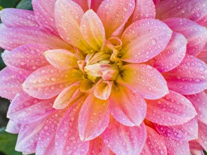 Prints of USA, Oregon, Canby, Clackamas County. Macro of a dahlia variety Images Dated 2019 May: USA, Oregon, Canby, Clackamas County. Macro of a dahlia variety