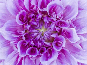Images Dated 13th May 2019: USA, Oregon, Canby, Clackamas County. Macro of a dahlia variety