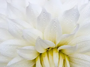 Images Dated 13th May 2019: USA, Oregon, Canby, Clackamas County. Macro of a dahlia variety