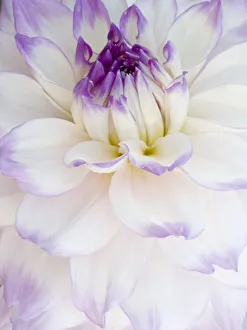 USA, Oregon, Canby, Clackamas County. Macro of a dahlia variety