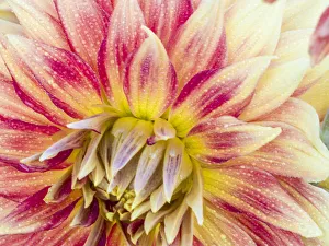 Images Dated 13th May 2019: USA, Oregon, Canby, Clackamas County. Macro of a dahlia variety
