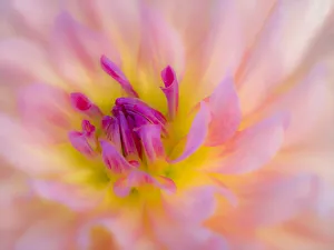 Images Dated 13th May 2019: USA, Oregon, Canby, Clackamas County. Macro of a dahlia variety called Dreamcatcher