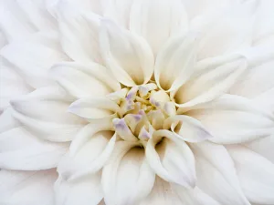Images Dated 13th May 2019: USA, Oregon, Canby, Clackamas County. Macro of a dahlia variety