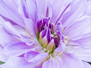 Images Dated 13th May 2019: USA, Oregon, Canby, Clackamas County. Macro of a dahlia variety